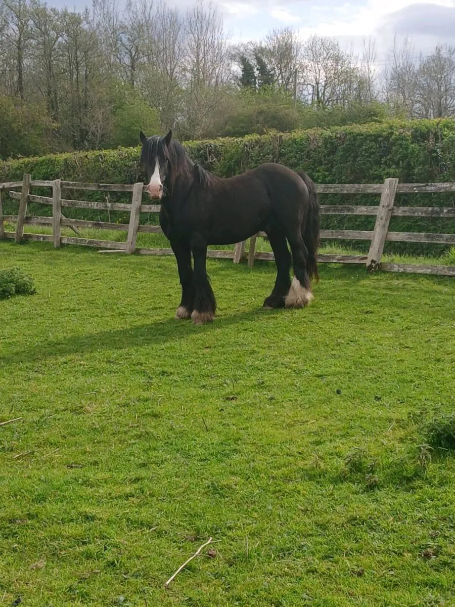 5 year old cob - Image 2