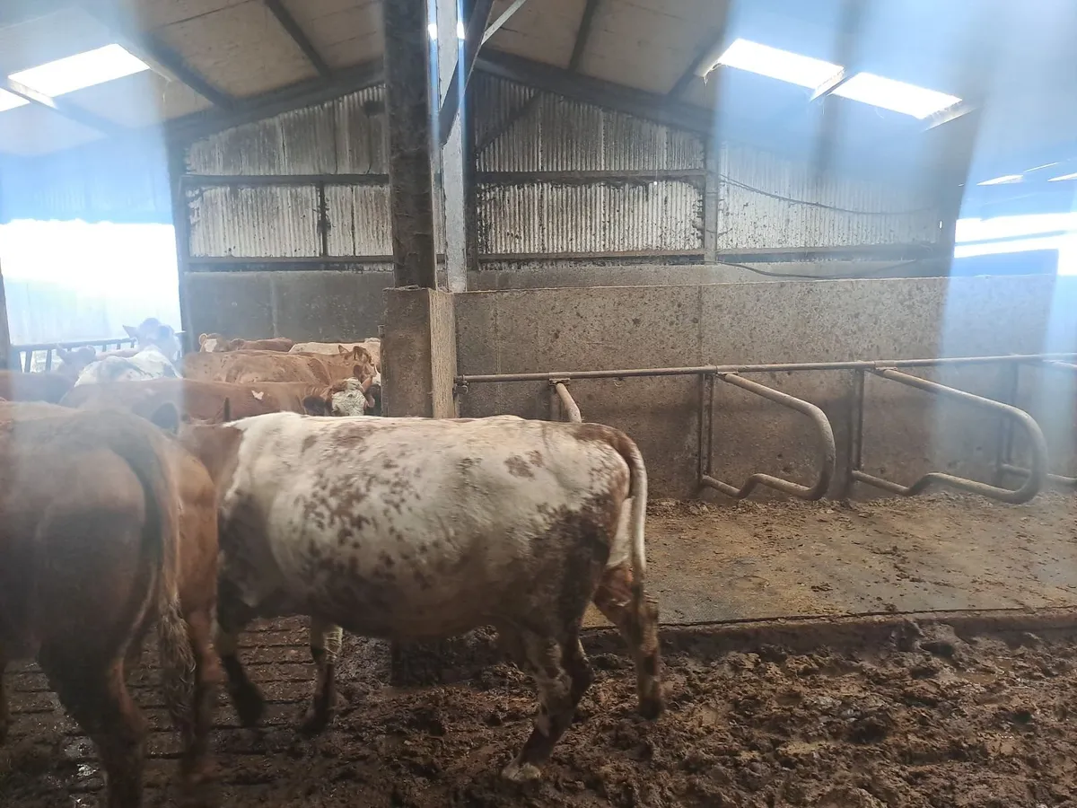 Ennis Mart Tuesday 28th April - Image 2