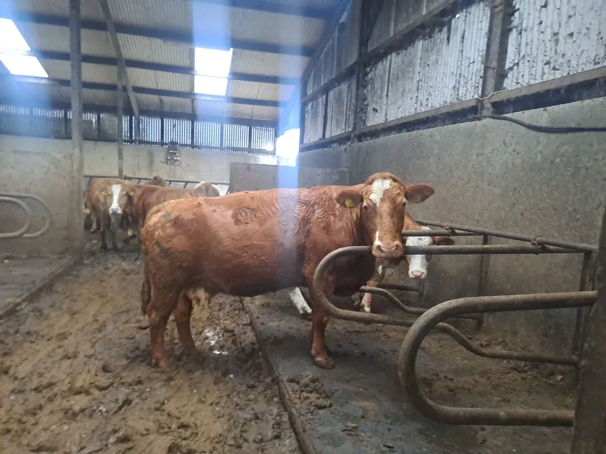 Ennis Mart Tuesday 28th April - Image 4