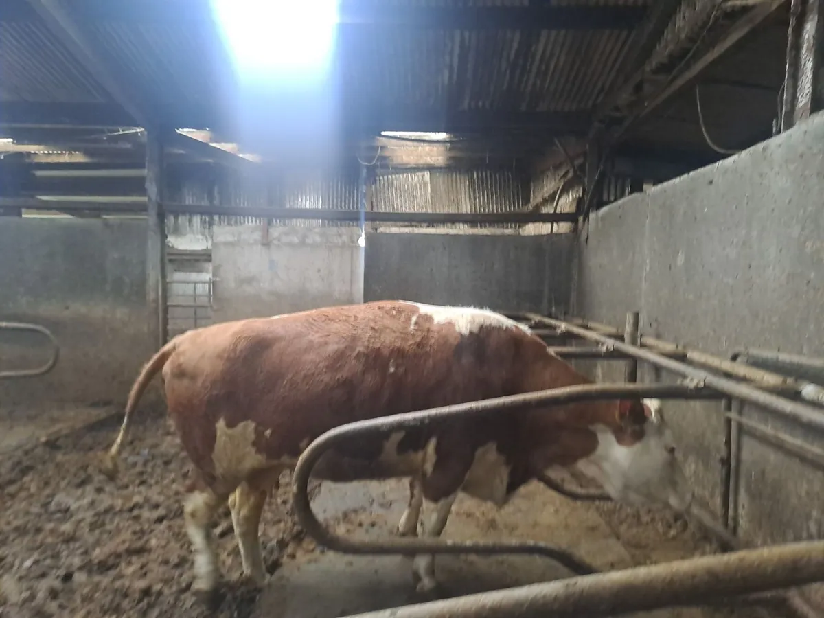 Ennis Mart Tuesday 28th April - Image 3