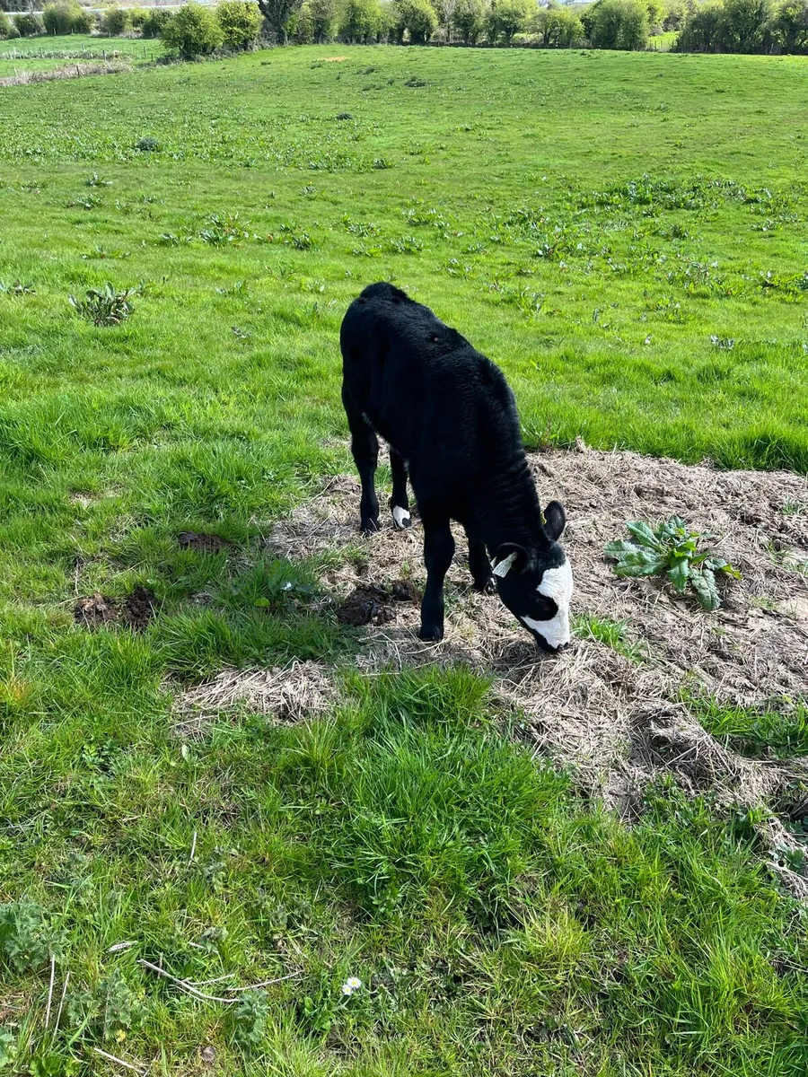 Foster calf - Image 2