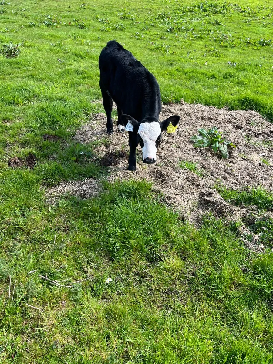 Foster calf - Image 3