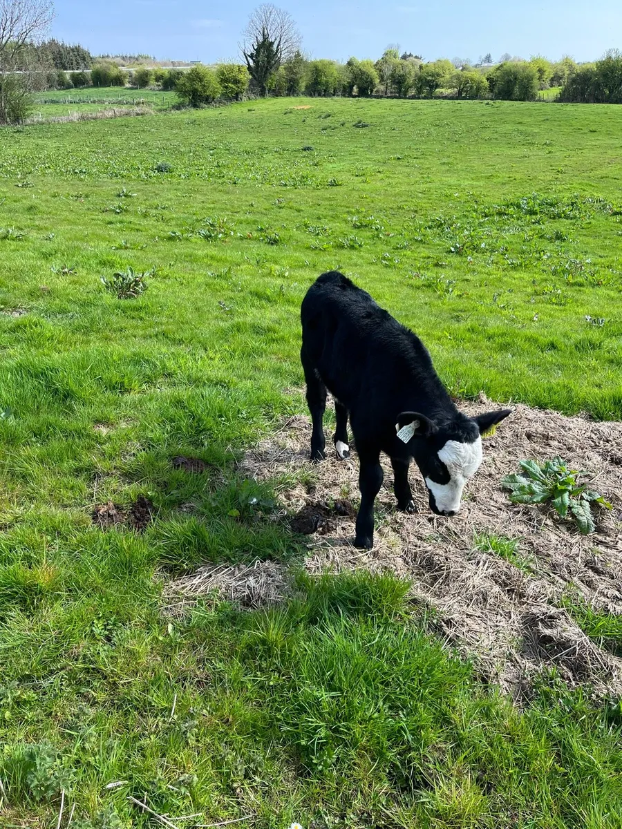 Foster calf - Image 1
