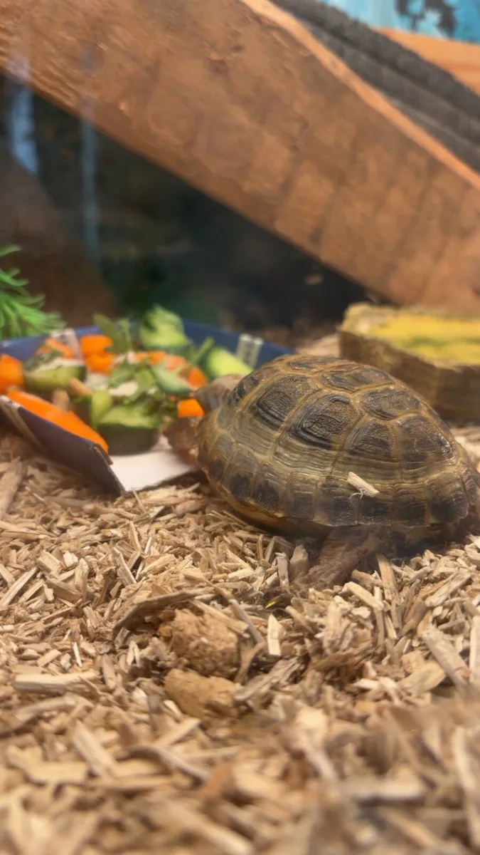 Tortoise and tank - Image 2