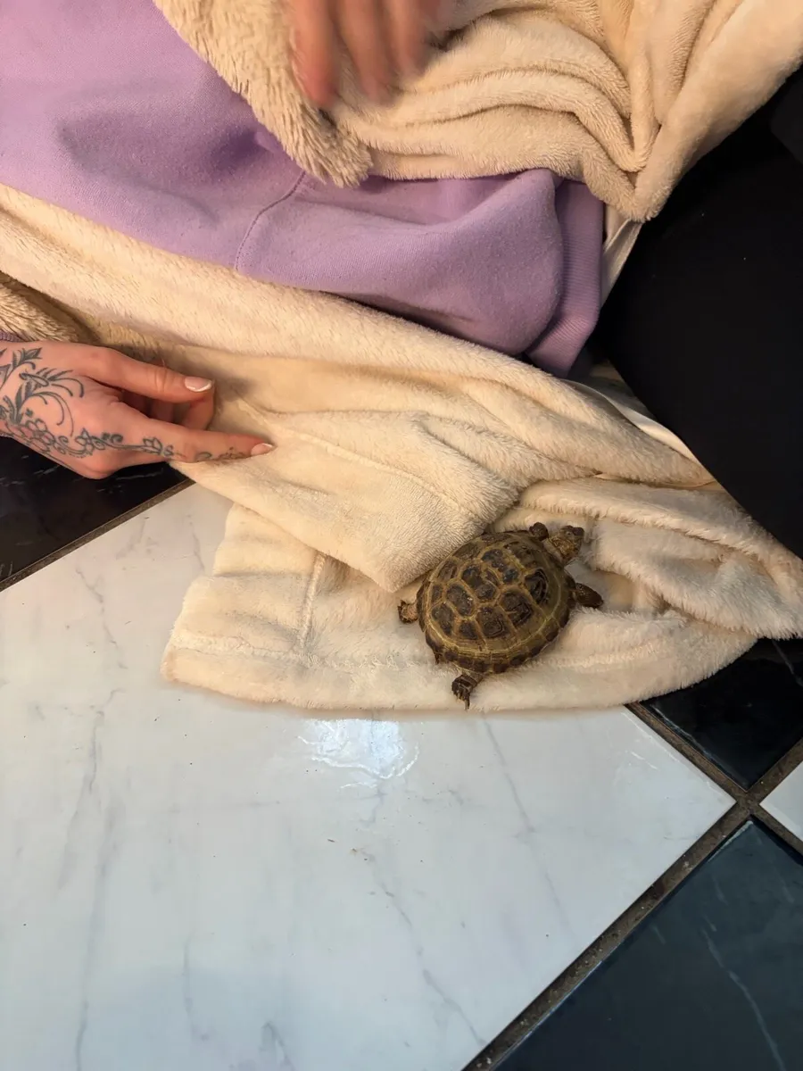 Tortoise and tank - Image 3