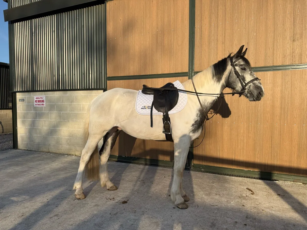 6yr old 15'3hh all rounder - Image 2