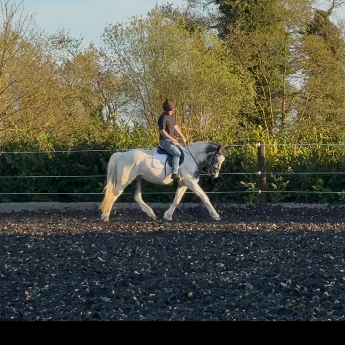6yr old 15'3hh all rounder - Image 3