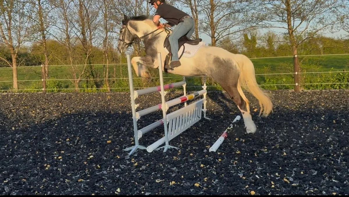 6yr old 15'3hh all rounder - Image 4
