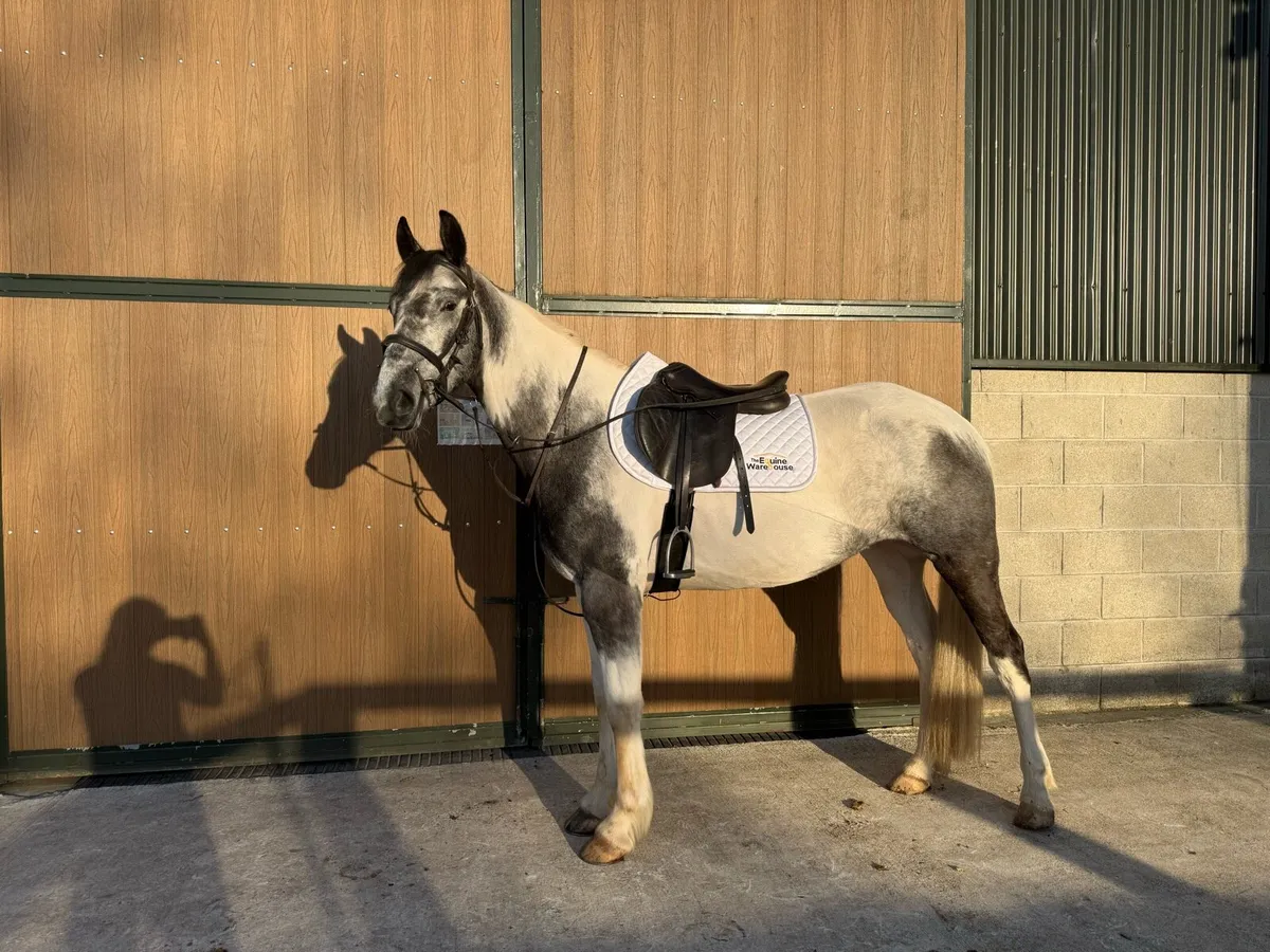 6yr old 15'3hh all rounder - Image 1