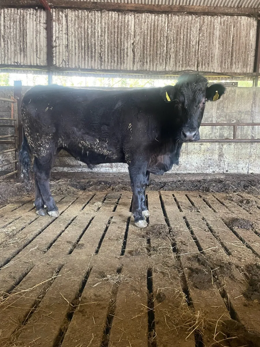 Organic bullock - Image 1