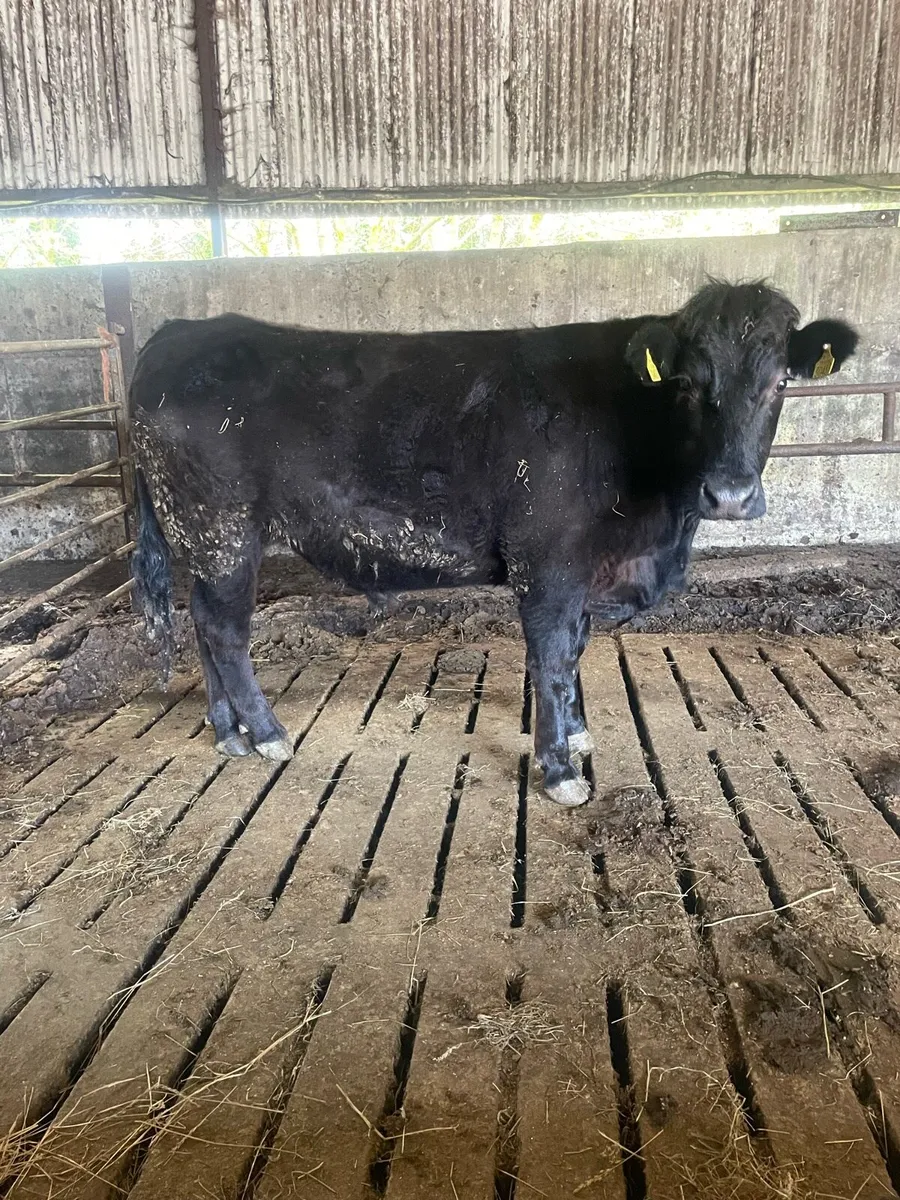 Organic bullock - Image 2