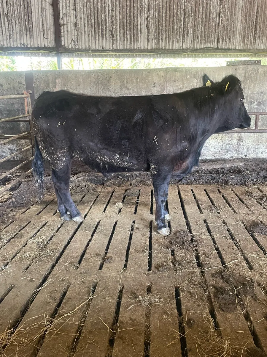 Organic bullock - Image 3