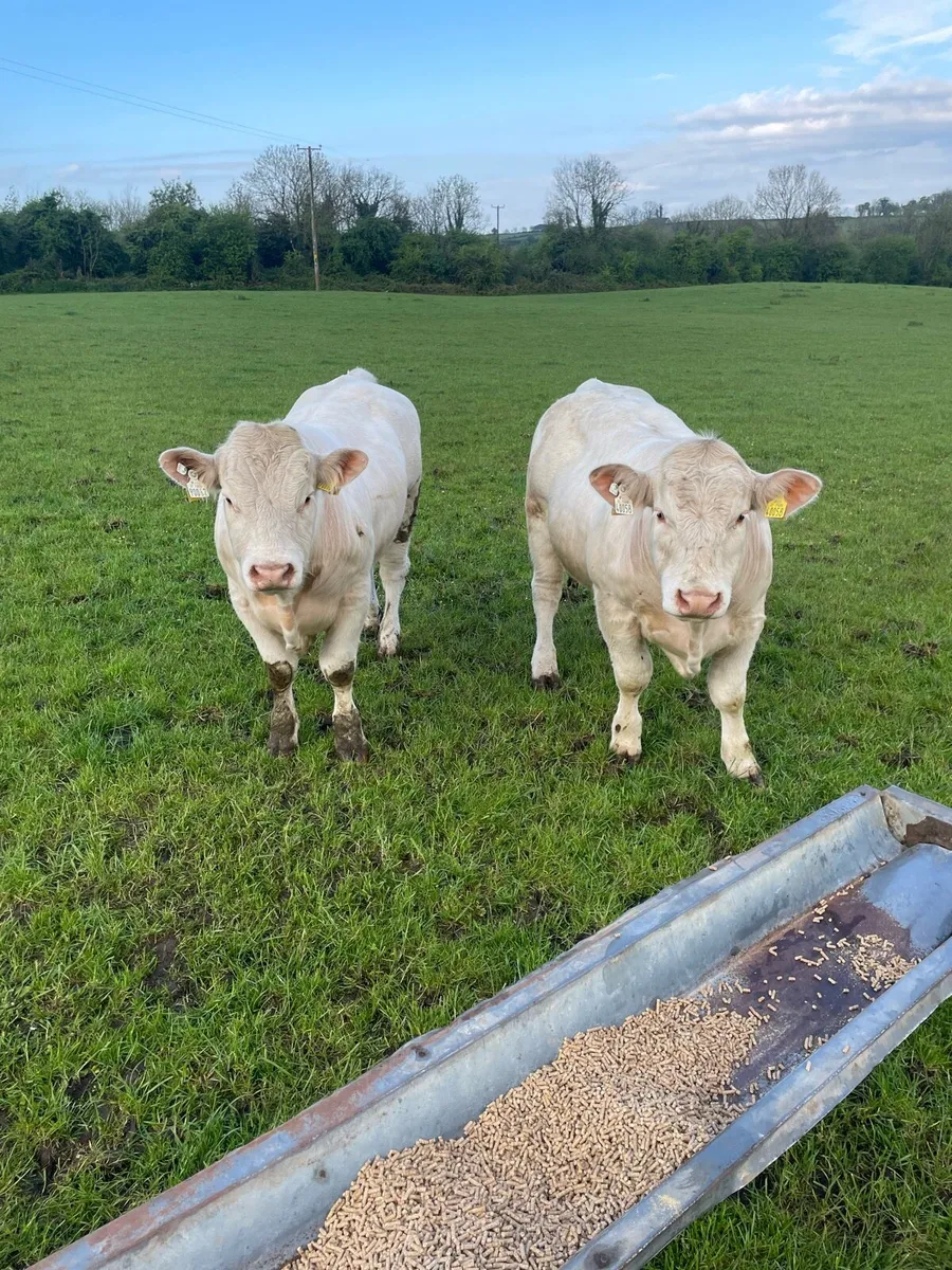 Charolais Bulls - Image 1
