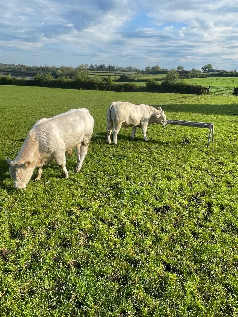 Charolais Bulls - Image 2