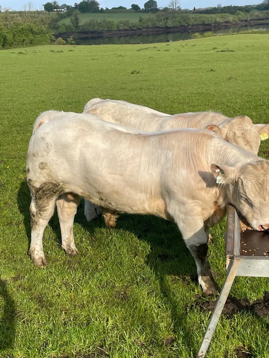 Charolais Bulls - Image 3
