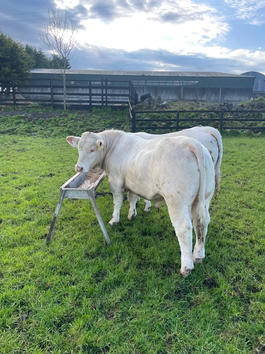 Charolais Bulls - Image 4