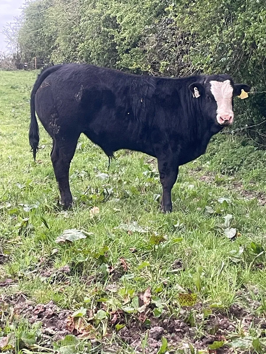 3 super bull weanlings - Image 1