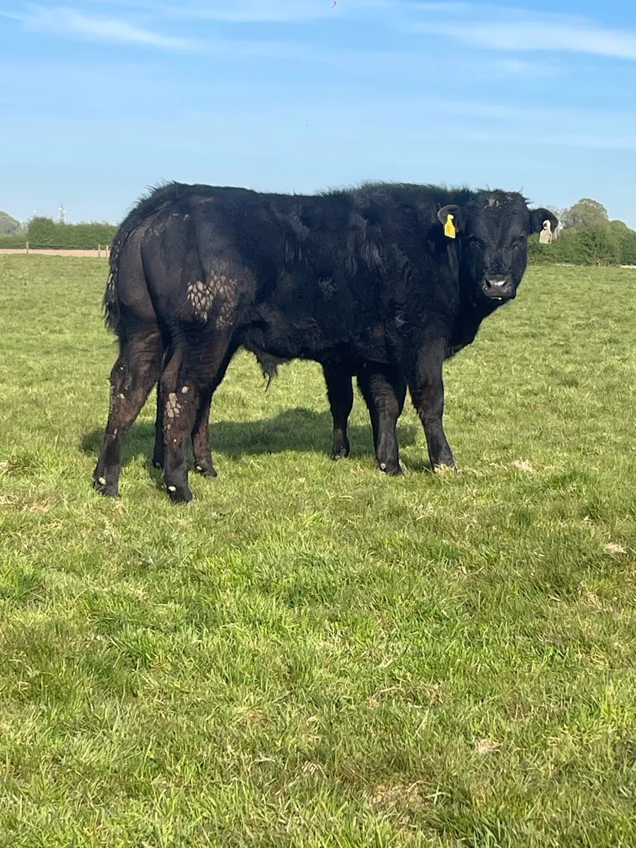 3 super bull weanlings - Image 4