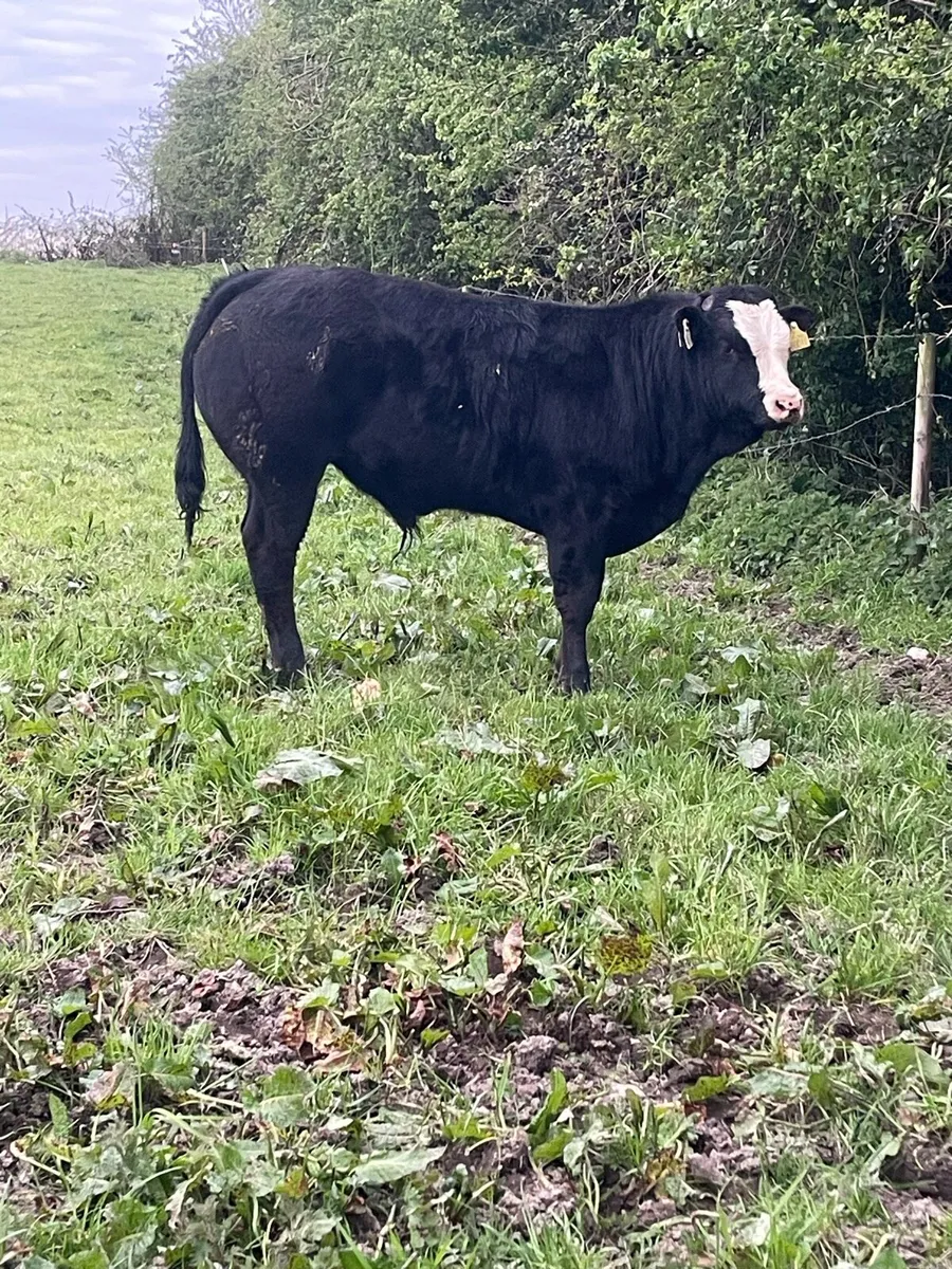 3 super bull weanlings - Image 2