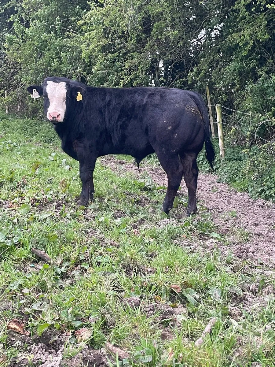 3 super bull weanlings - Image 3