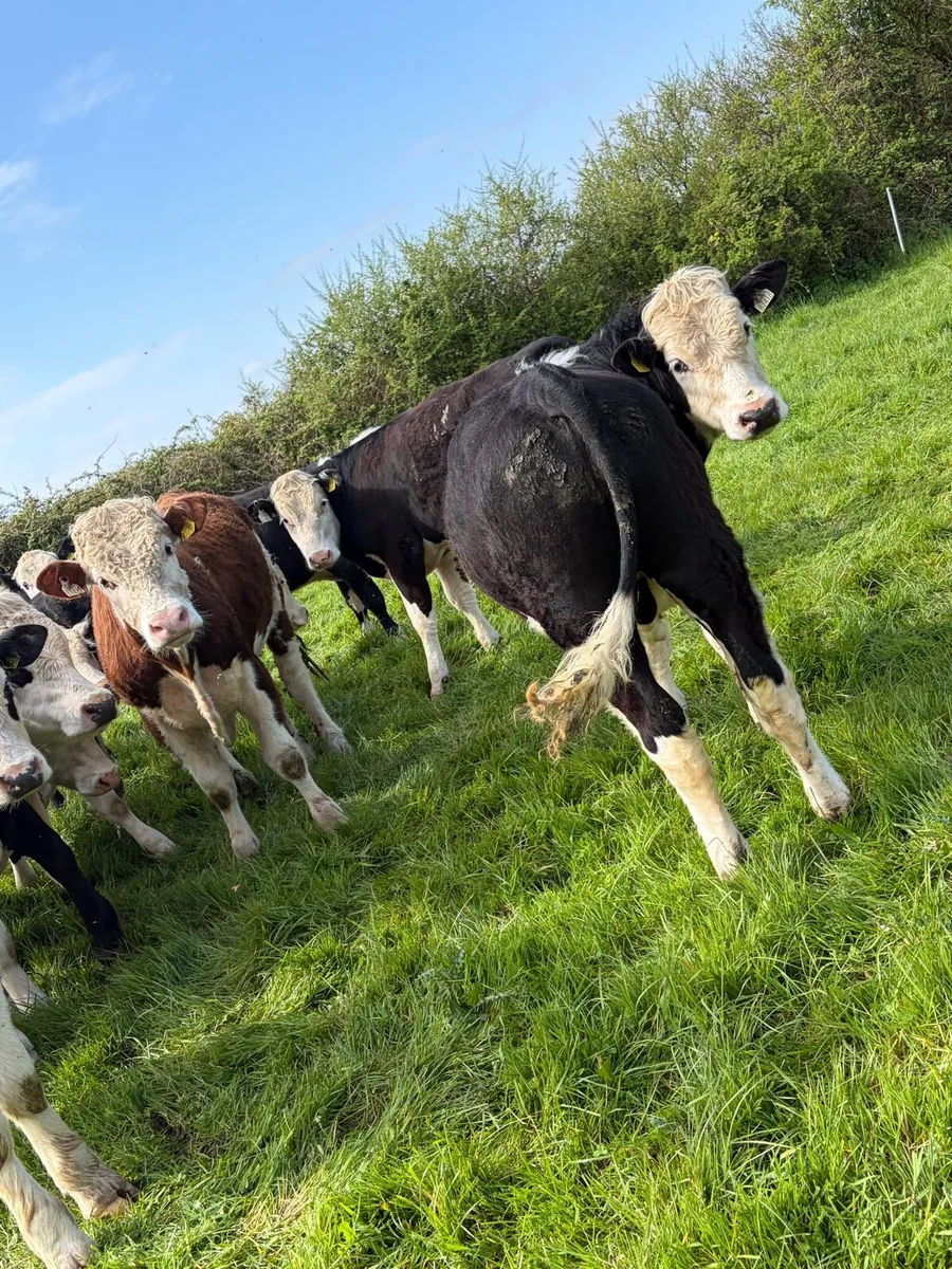 20 Hereford yearlings - Image 3
