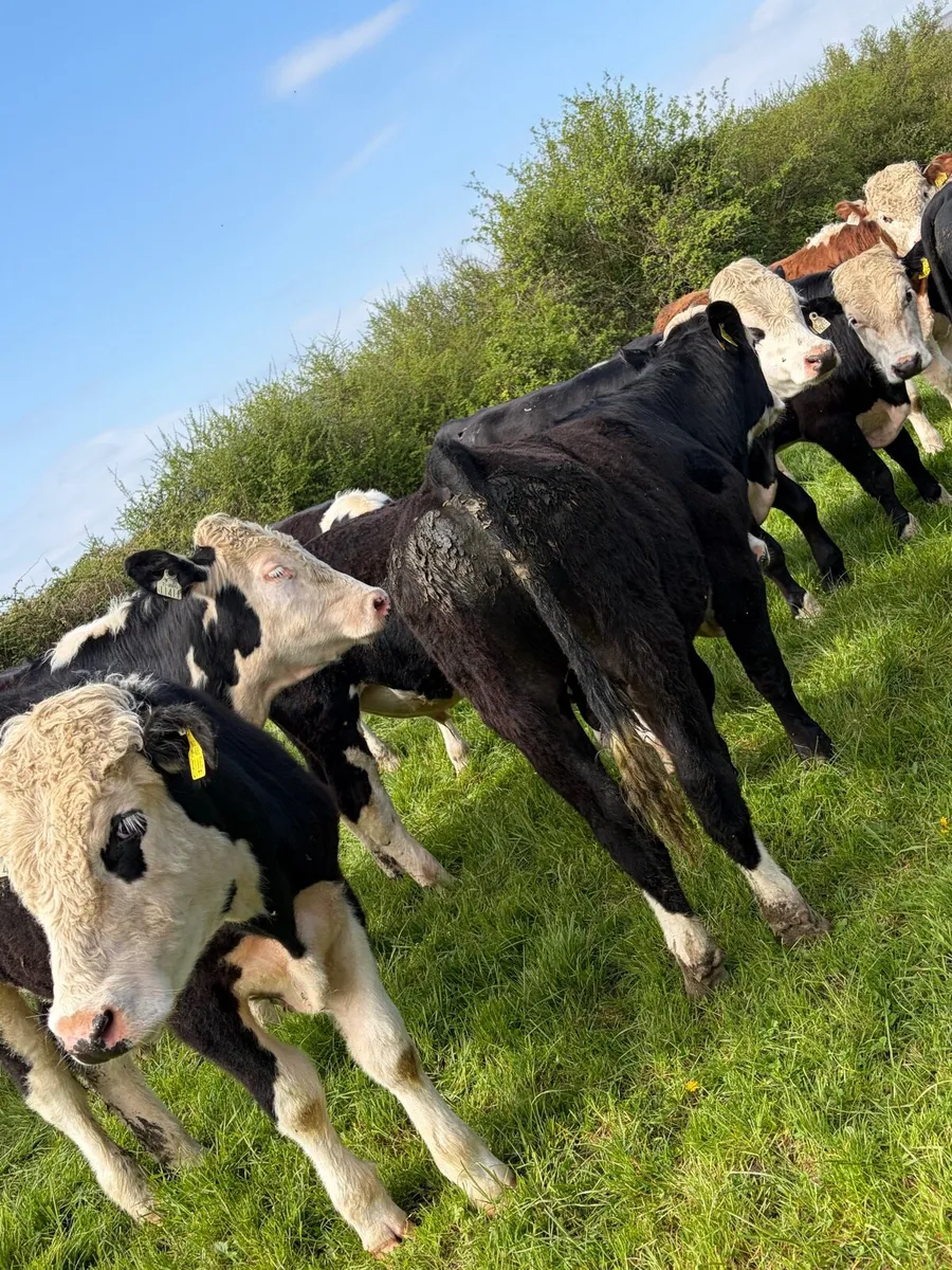 20 Hereford yearlings - Image 4