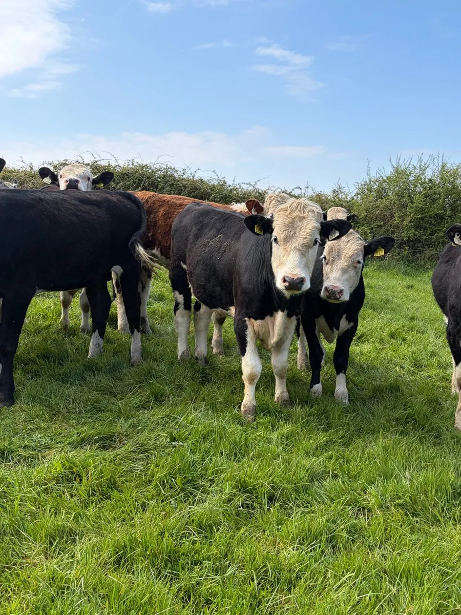 20 Hereford yearlings - Image 1