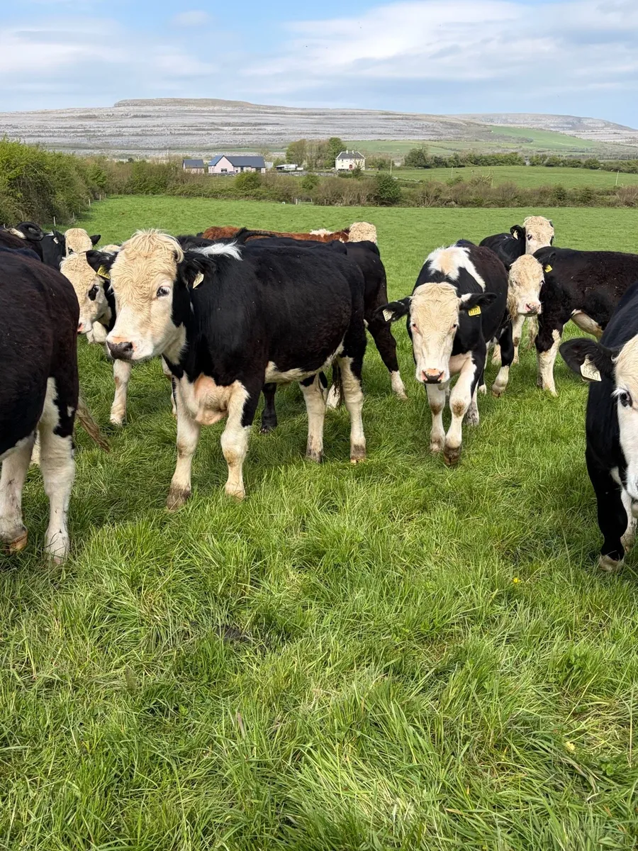 20 Hereford yearlings - Image 2