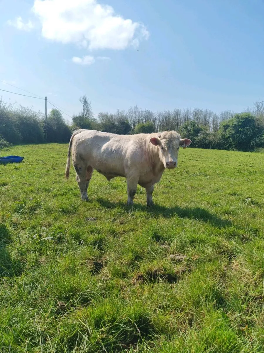 Pedigree charolais bull - Image 1