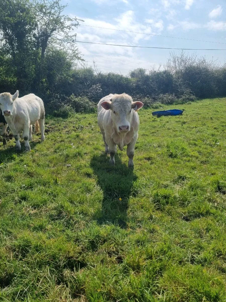 Pedigree charolais bull - Image 2