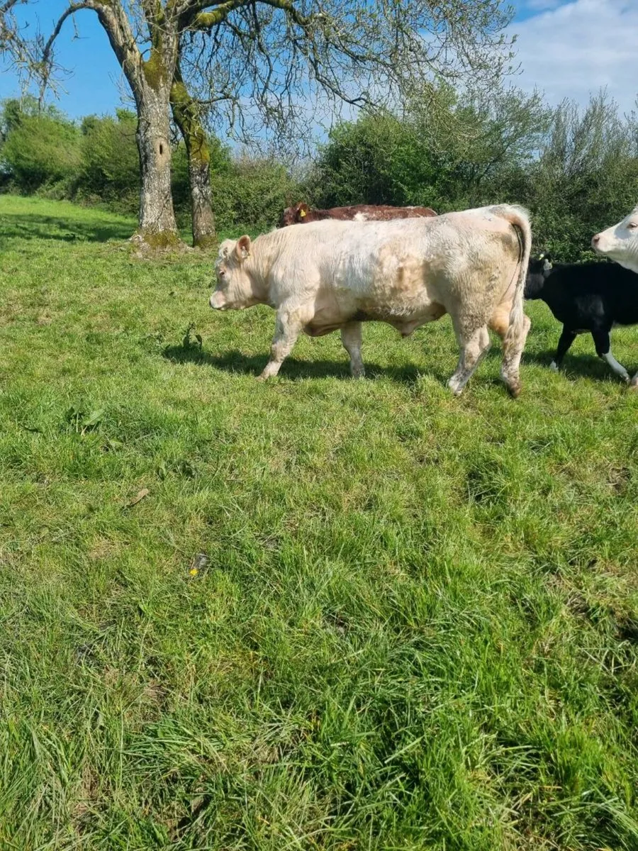 Pedigree charolais bull - Image 3