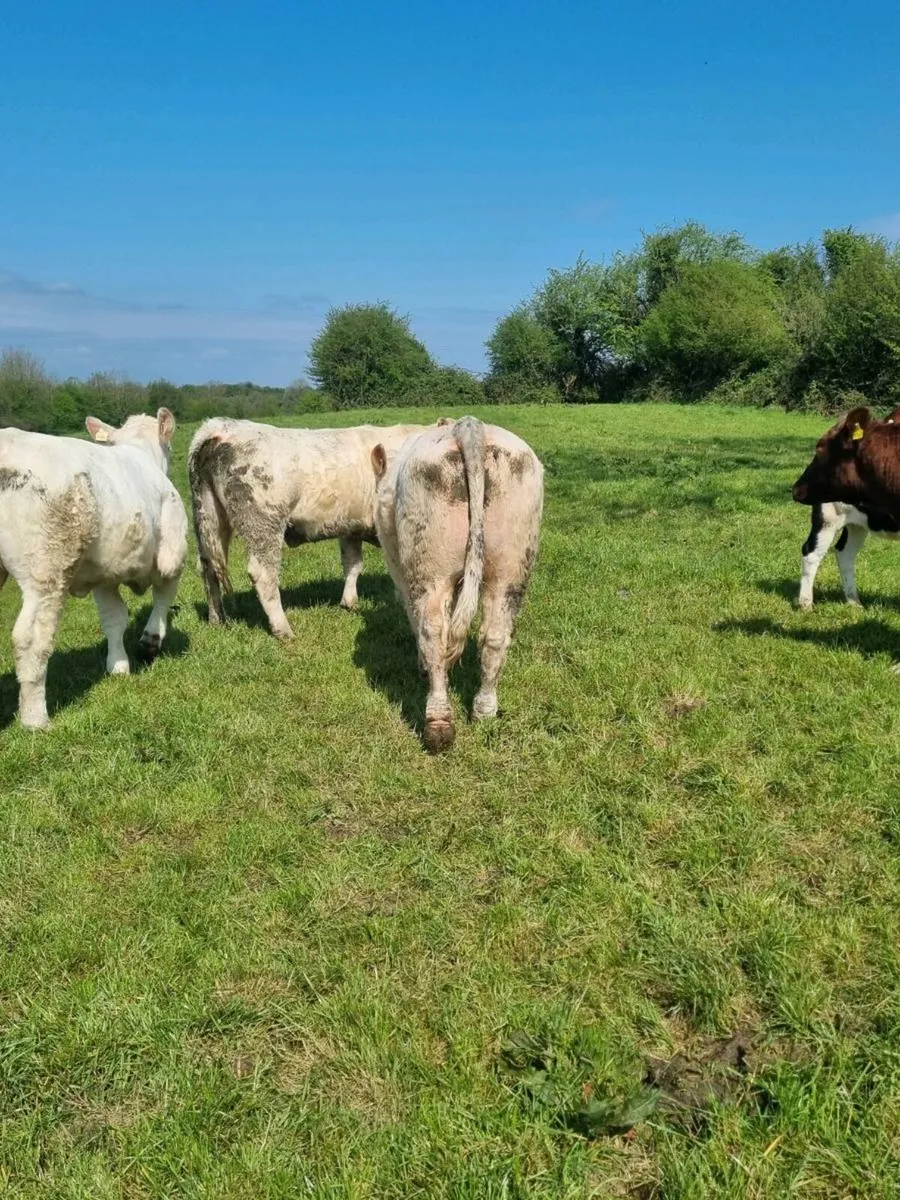 Pedigree charolais bull - Image 4
