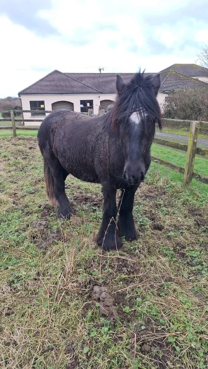 Fabulous pony - Image 1