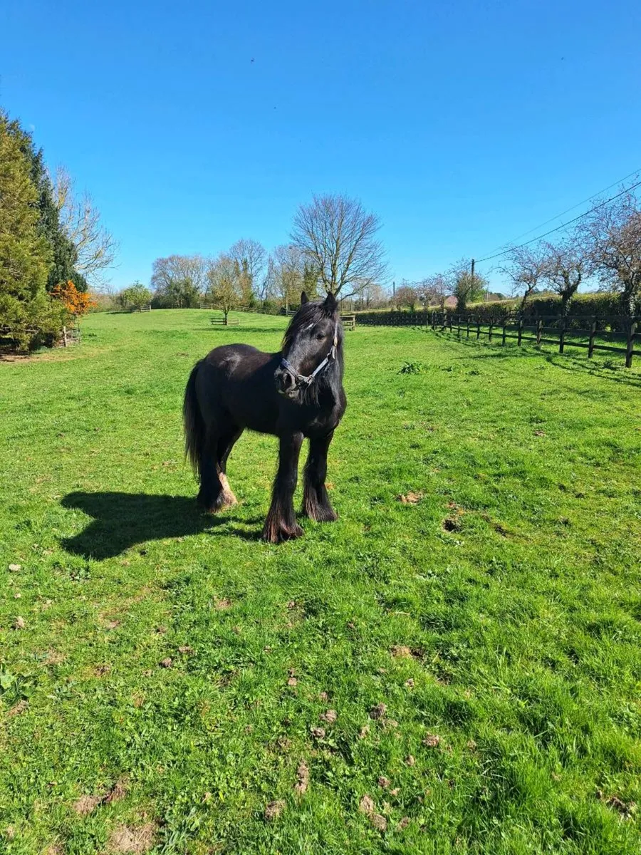 Fabulous pony - Image 2