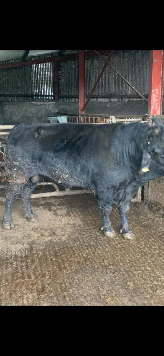 Angus bulls - Image 1