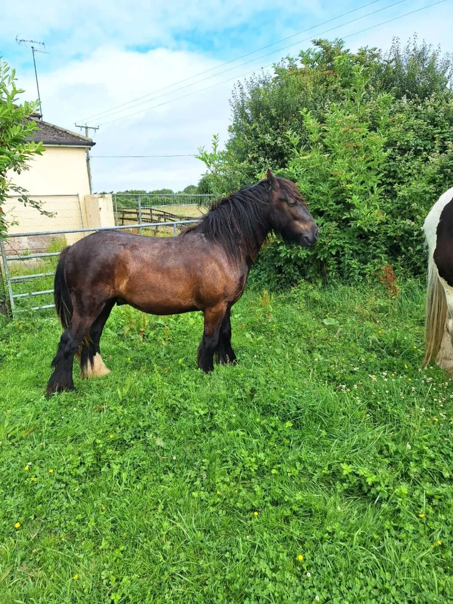 Fabulous pony - Image 3