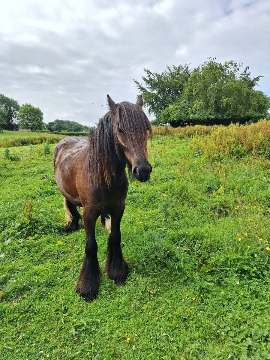 Fabulous pony - Image 4