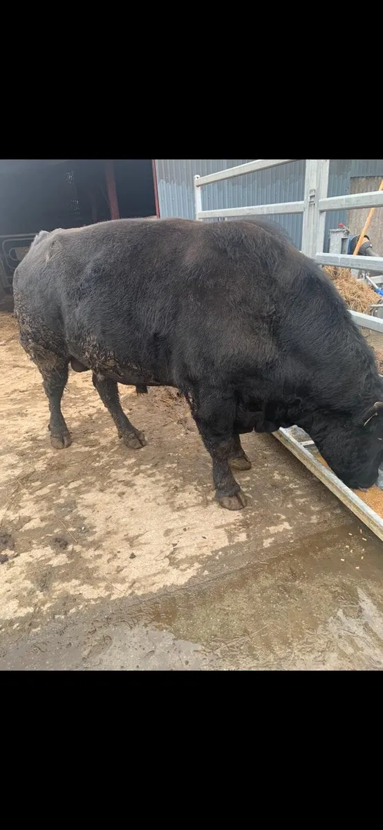 Angus bulls - Image 2