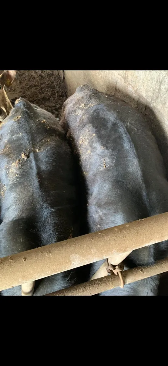 Angus bulls - Image 3