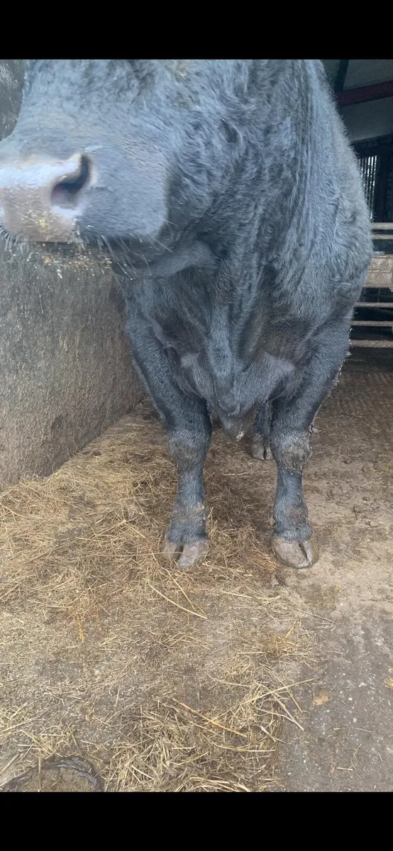 Angus bulls - Image 4