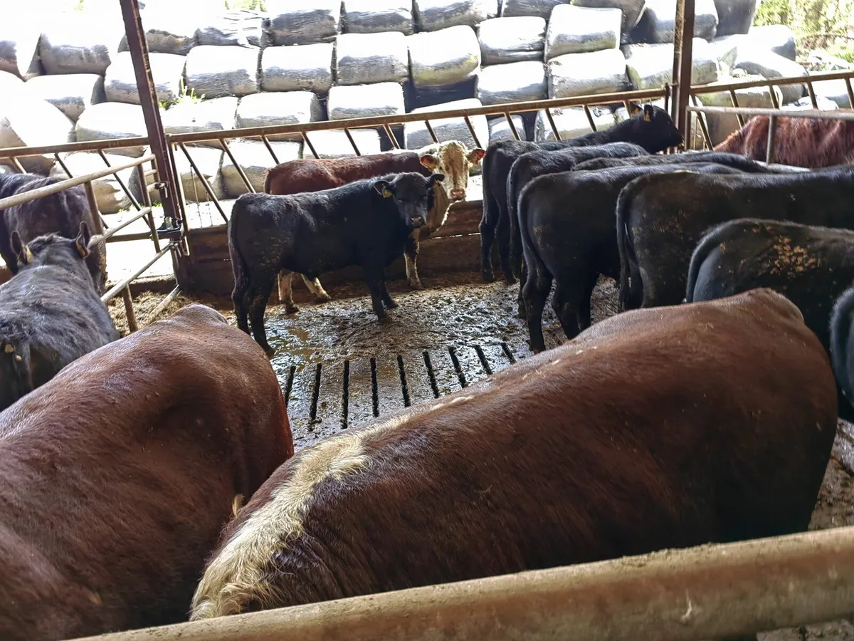 Pure Bred Angus & Hereford Bulls - Image 1