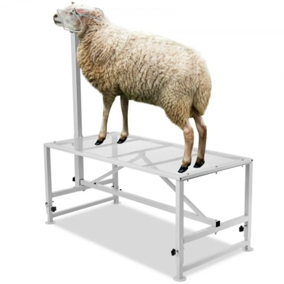Goat & Sheep Stand, 47x23 inch Livestock Stand, Me - Image 1