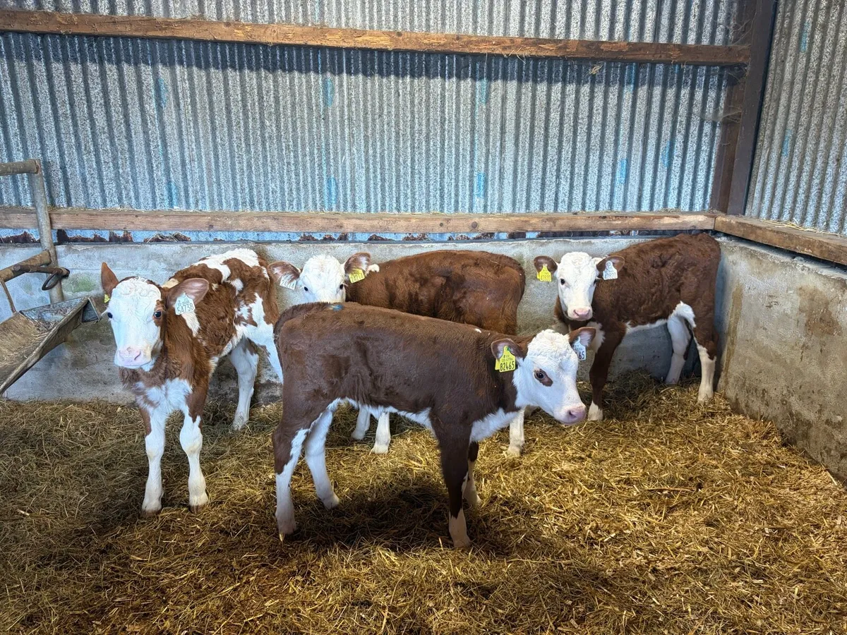 4 super Red White Head Heifer Calf’s For Sale - Image 3