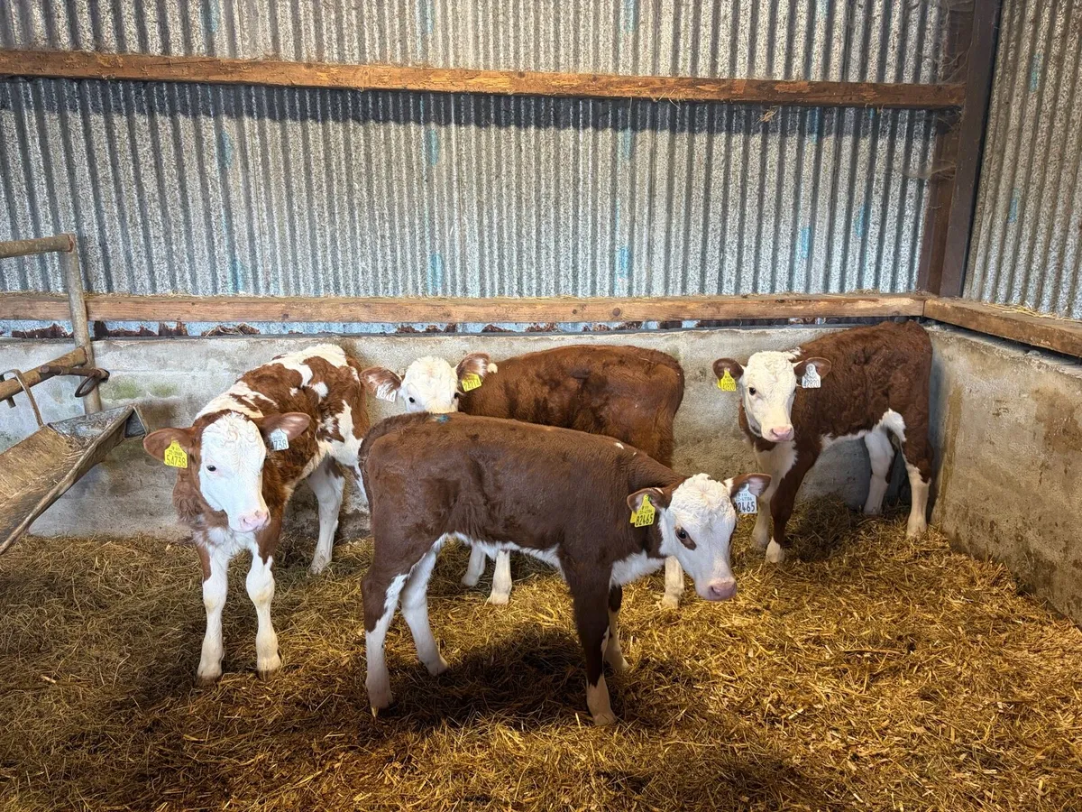 4 super Red White Head Heifer Calf’s For Sale - Image 4