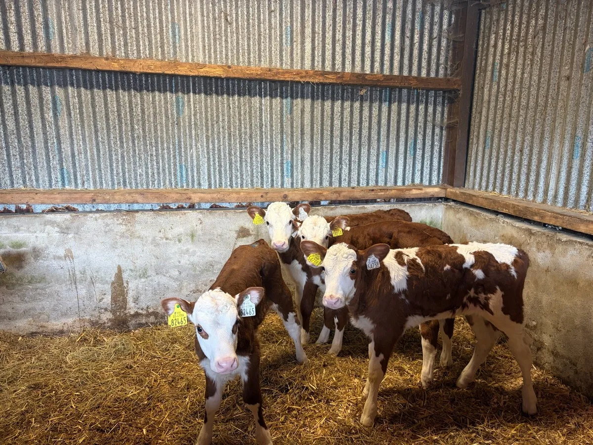 4 super Red White Head Heifer Calf’s For Sale - Image 1