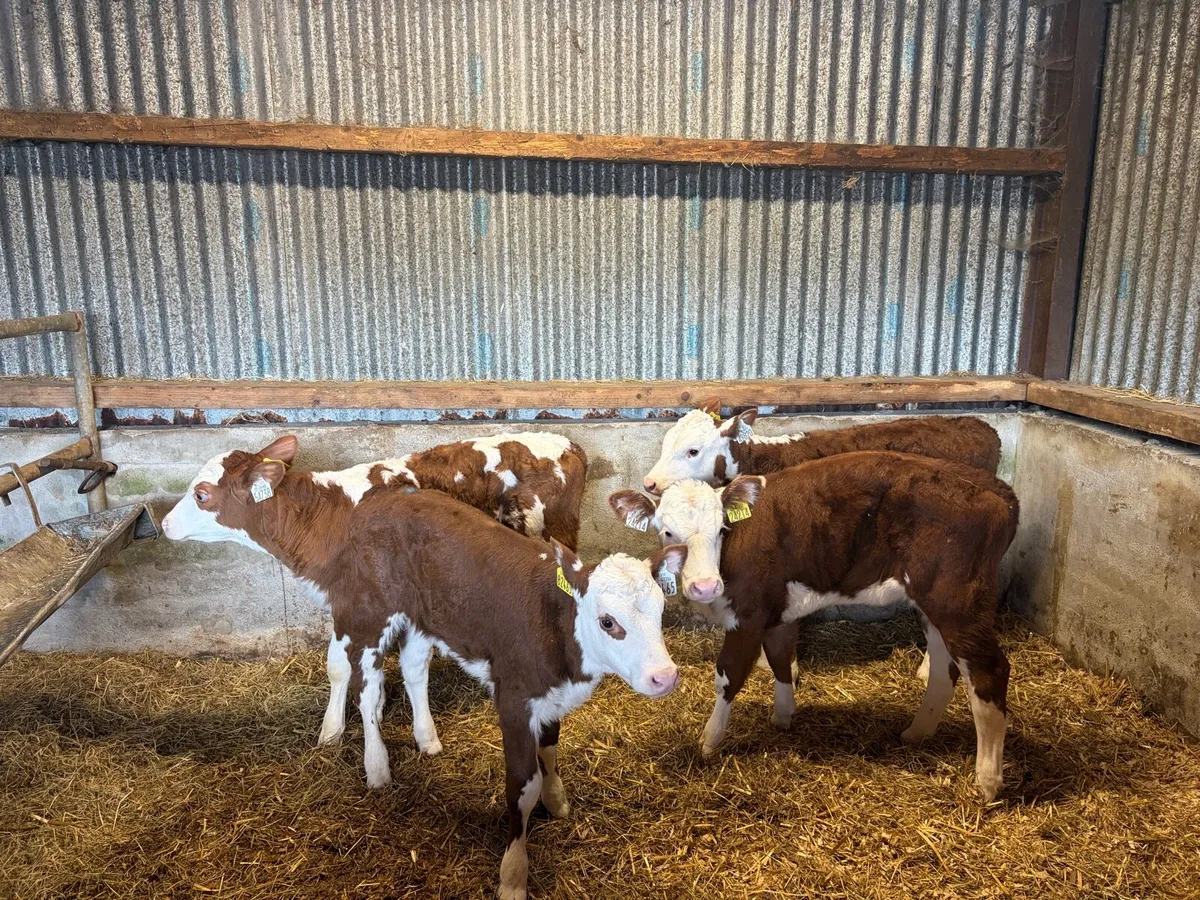 4 super Red White Head Heifer Calf’s For Sale - Image 2