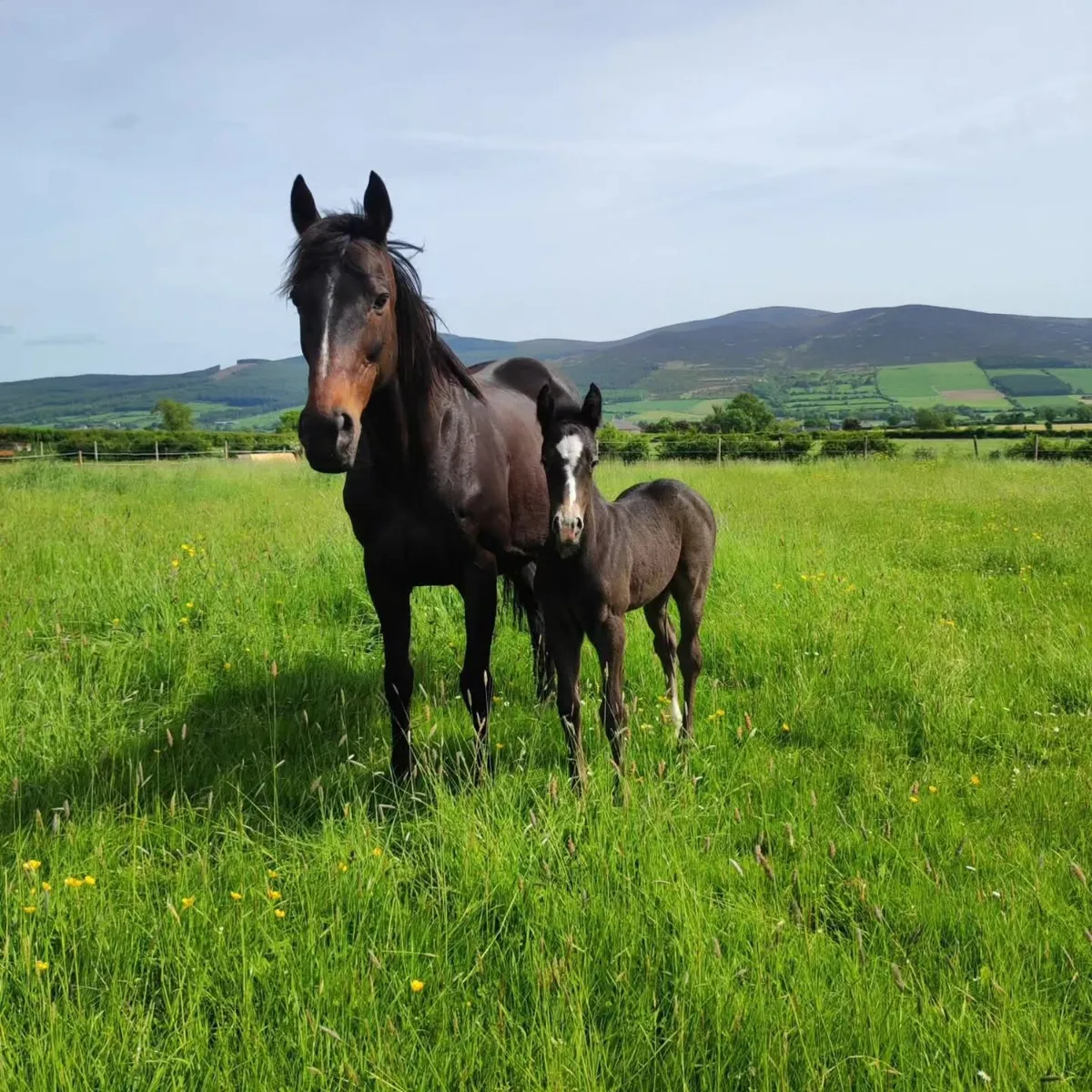 TIH Broodmare - Image 1