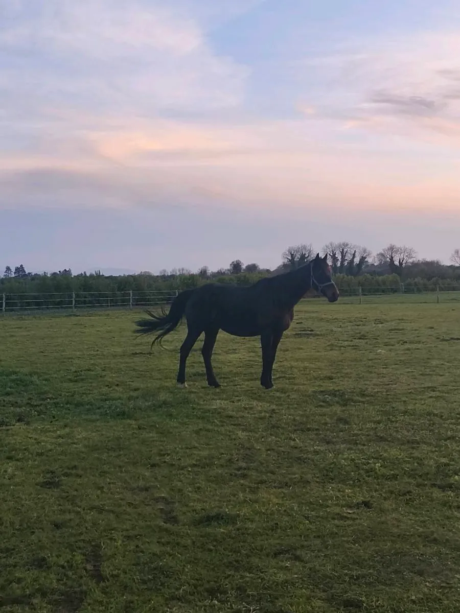 TIH Broodmare - Image 2