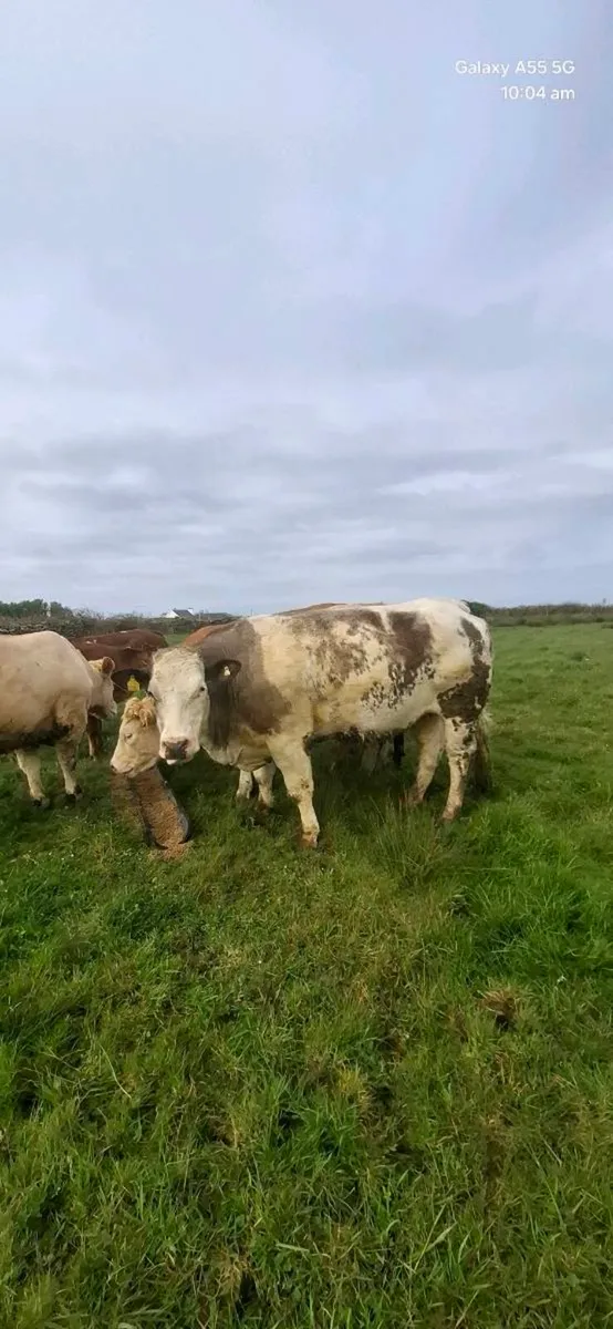In calf heifers - Image 1