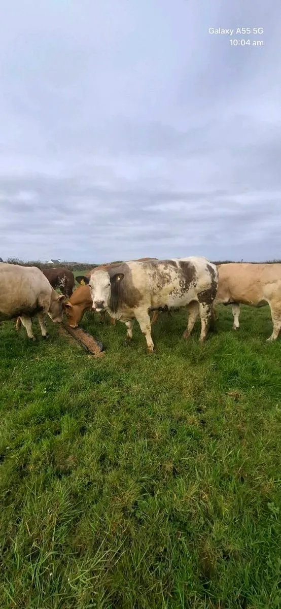 In calf heifers - Image 2
